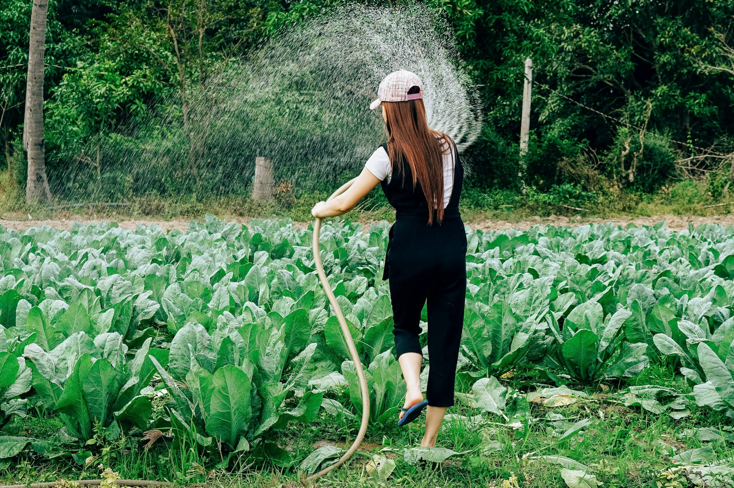 【夏の終わり】カナダの家庭菜園、後片付けと来年の準備｜Amazonやセール品で賢く揃える園芸用品
